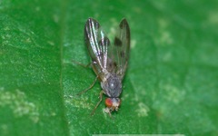 Palloptera umbellatarum