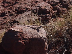 Amphibolurinae