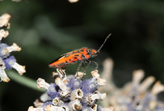 Corizus hyoscyami