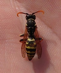 Polistes dominula