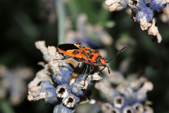 Corizus hyoscyami