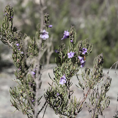 Prostanthera teretifolia