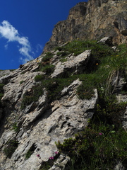 Pedicularis rostratocapitata