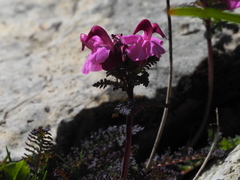Pedicularis rostratocapitata