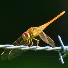 Crocothemis servilia