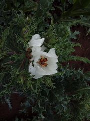 Argemone platyceras