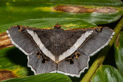 Lepidoptera