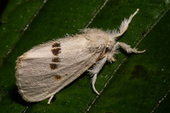 Lepidoptera