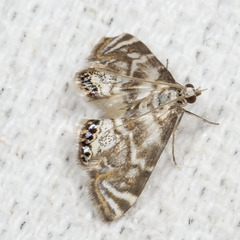 Petrophila canadensis