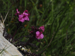 Pedicularis rostratocapitata