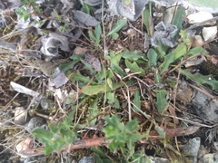 Leontodon saxatilis saxatilis