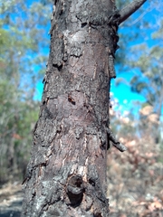 Opisthopsis