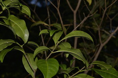 Tabernaemontana pandacaqui