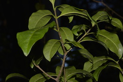 Tabernaemontana pandacaqui