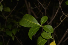 Tabernaemontana pandacaqui