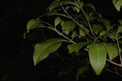 Tabernaemontana pandacaqui