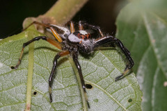 Araneae