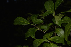 Tabernaemontana pandacaqui