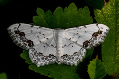 Lepidoptera