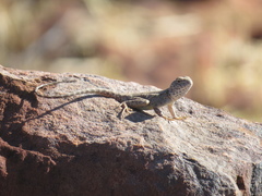 Amphibolurinae