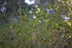 Tabernaemontana pandacaqui