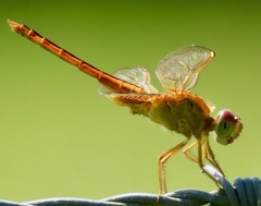 Crocothemis servilia