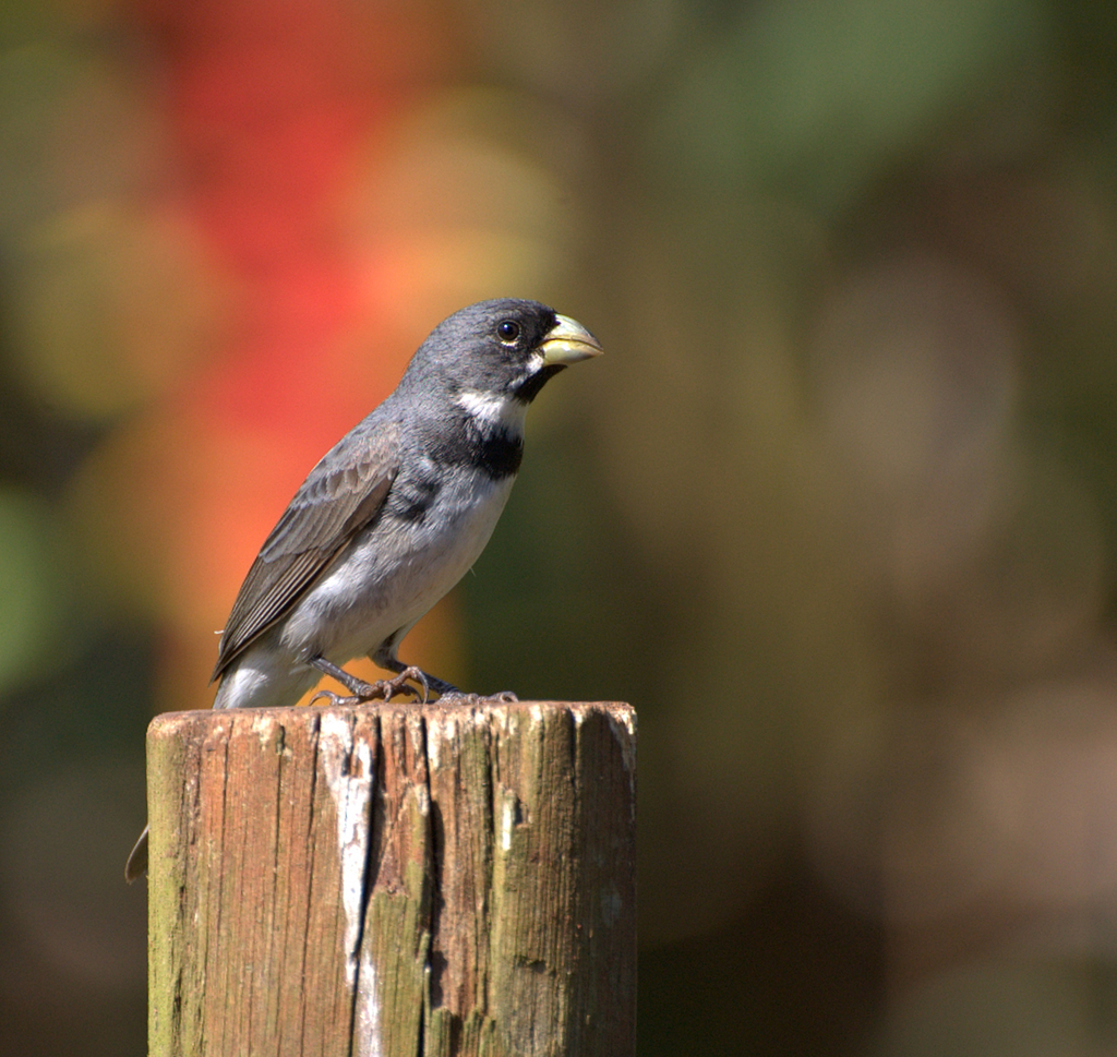 Double-collared Seedeater