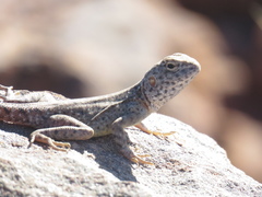 Amphibolurinae