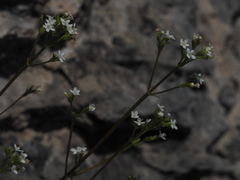 Valeriana saxatilis