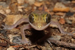 Cyrtodactylus tuberculatus