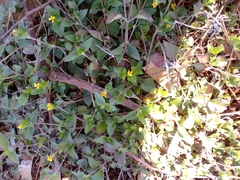 Calyptocarpus vialis