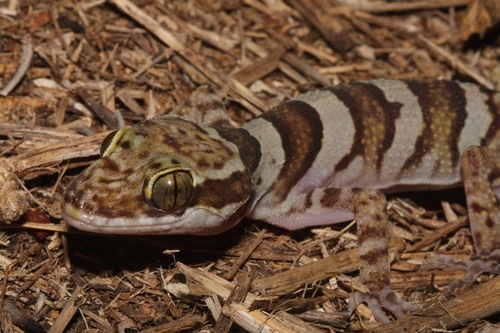 Rainforest Banded Gecko, Cyrtodactylus tuberculatus