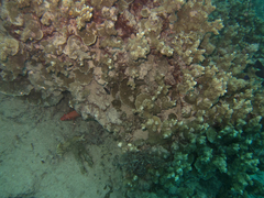 Porites rus