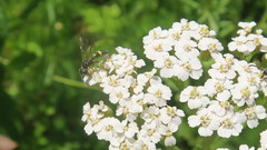 Cerceris rybyensis
