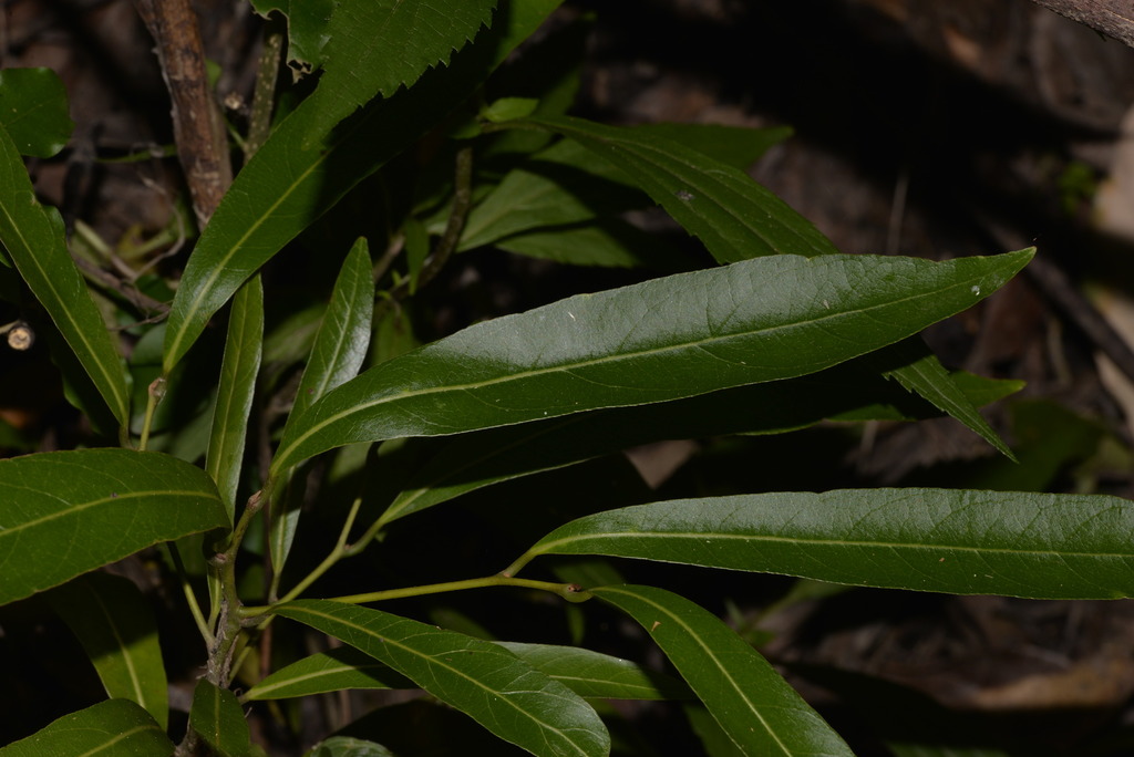 New South Wales Walnut