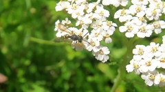 Cerceris rybyensis