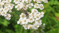 Cerceris rybyensis