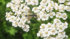 Cerceris rybyensis