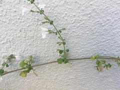 Lamiaceae