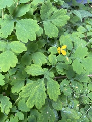 Chelidonium majus