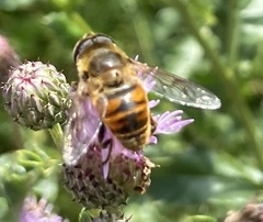 Eristalis tenax