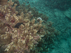 Chaetodon reticulatus