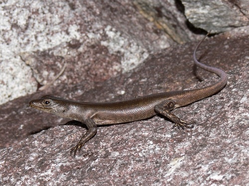 Black Mountain Rainbow-skink, Liburnascincus scirtetis