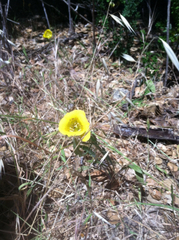 Calochortus luteus