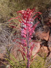 Grevillea dryandri