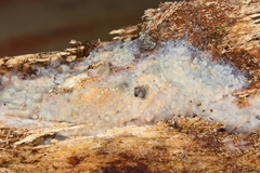 Radulomyces confluens