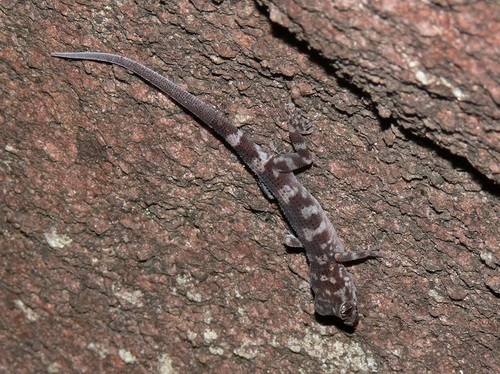 Black Mountain Slender-toed Gecko, Nactus galgajuga