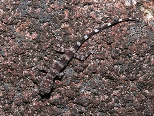 Black Mountain Gecko