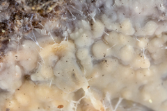 Radulomyces confluens