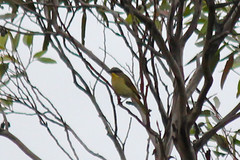 Lichenostomus cratitius
